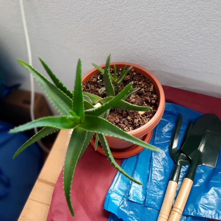 plant image 1352714
