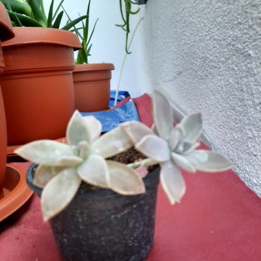 Graptopetalum Tricolour