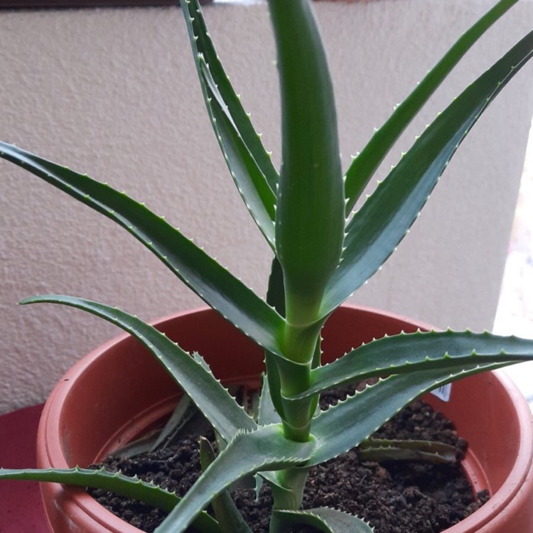 plant image 1418702
