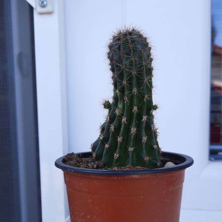 plant image 1418726