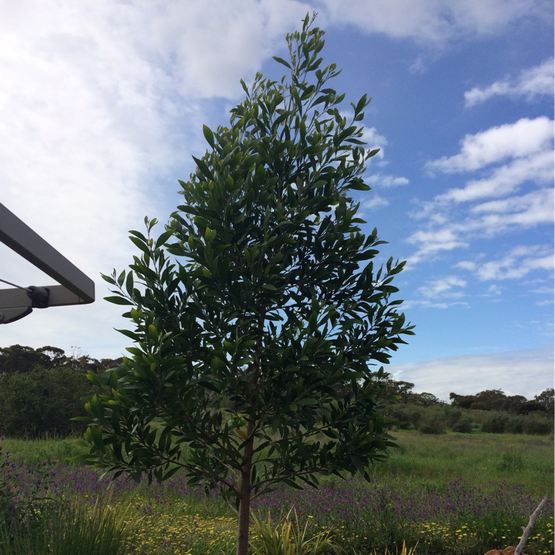Plant image Acacia melanoxylon