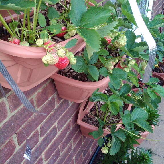 Fragaria x ananassa 'Cambridge Favourite'