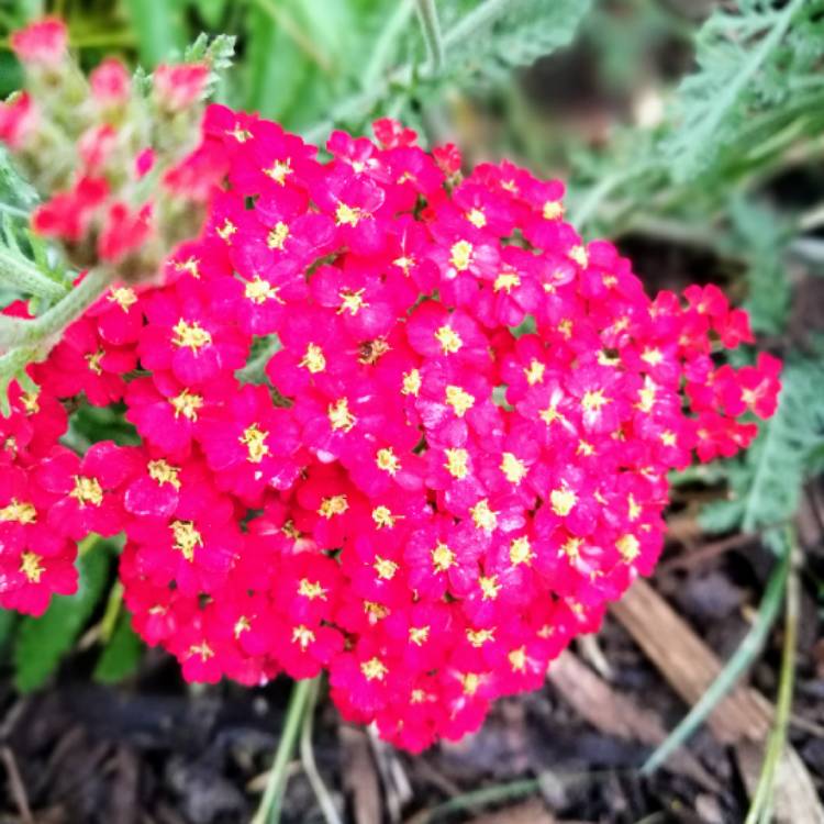 Plant image Achillea millefolium 'Paprika'