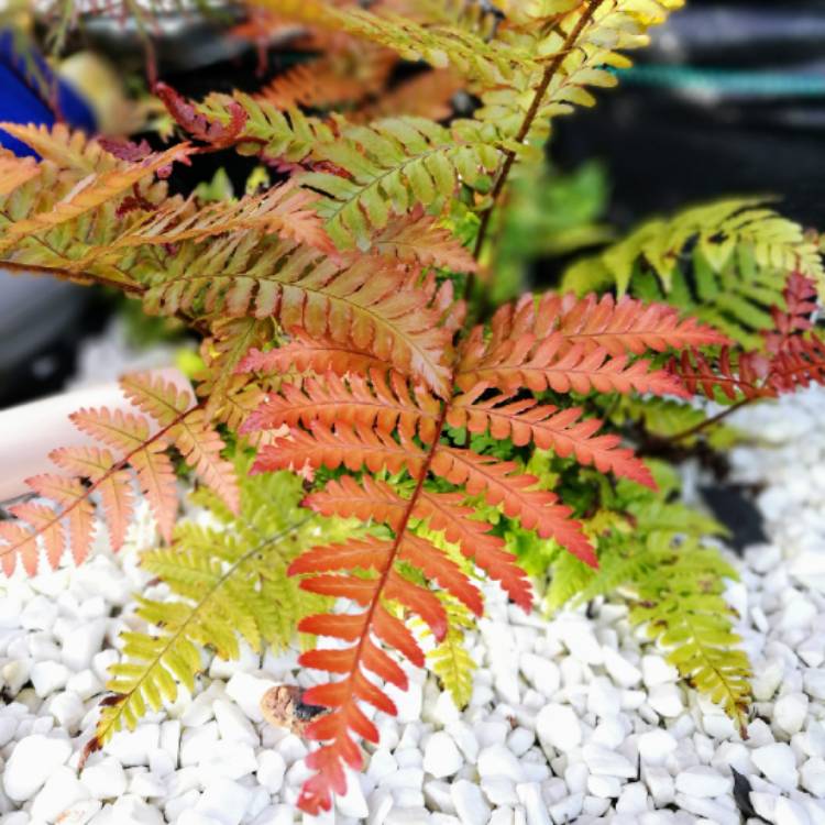 Plant image Dryopteris erythrosora 'Brilliance'