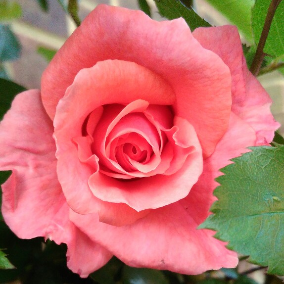 plant image 107316
