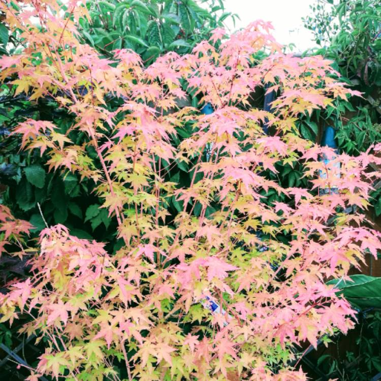 Plant image Acer Palmatum 'Bi Ho'