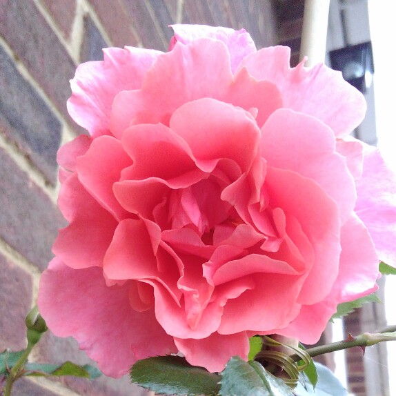 Plant image Rosa 'Chewalibaba' syn. Rosa 'Ali Baba', Rosa 'Sunset Glow', Rosa 'Schloss Bad Homburg', Rosa 'Alibaba'
