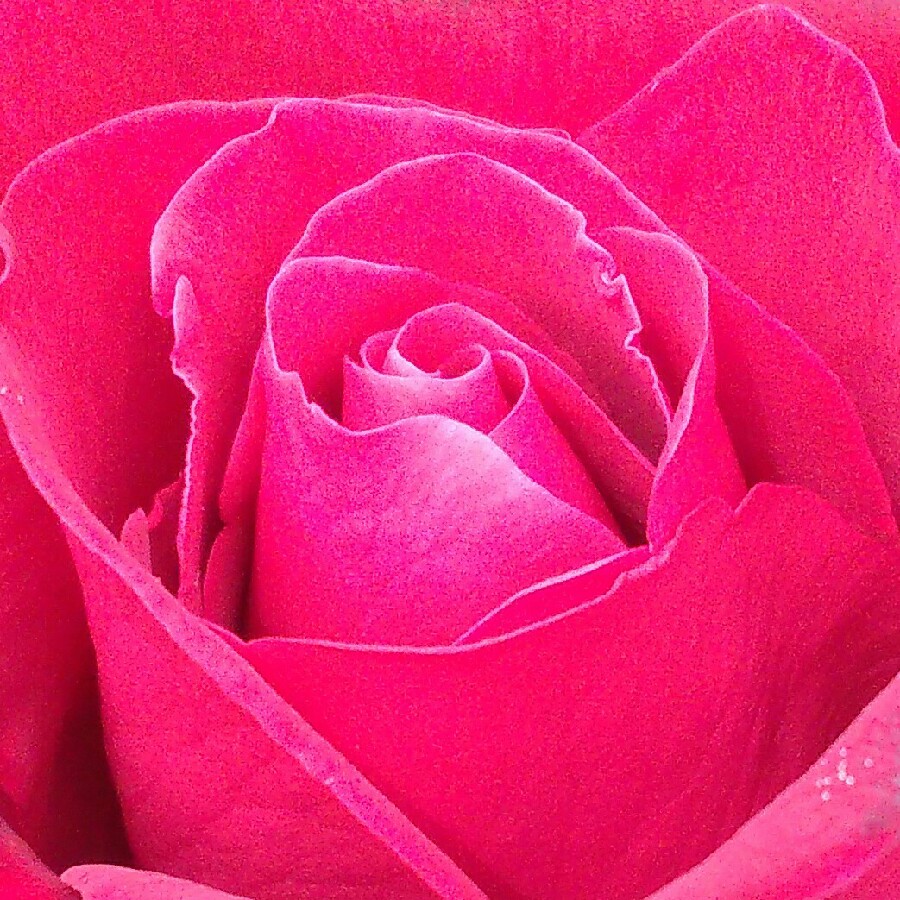 plant image 113829