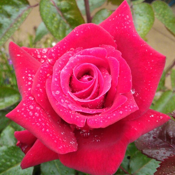 plant image 116189