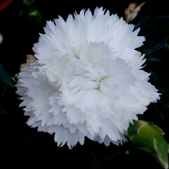 Plant image Dianthus plumarius 'Arctic Star'