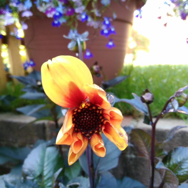 plant image 134908