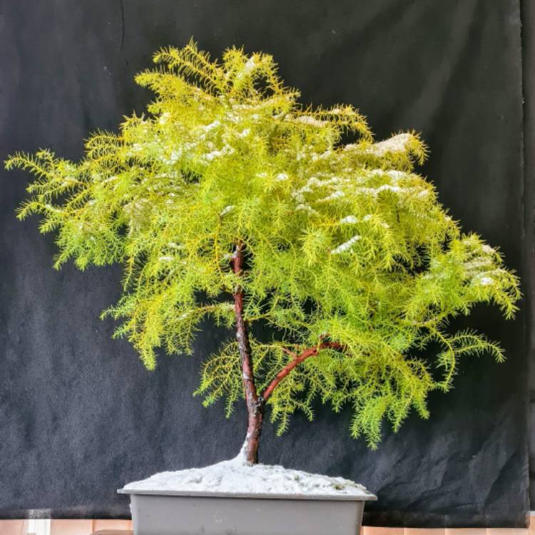 Plant image Cryptomeria japonica ‘Elegans'