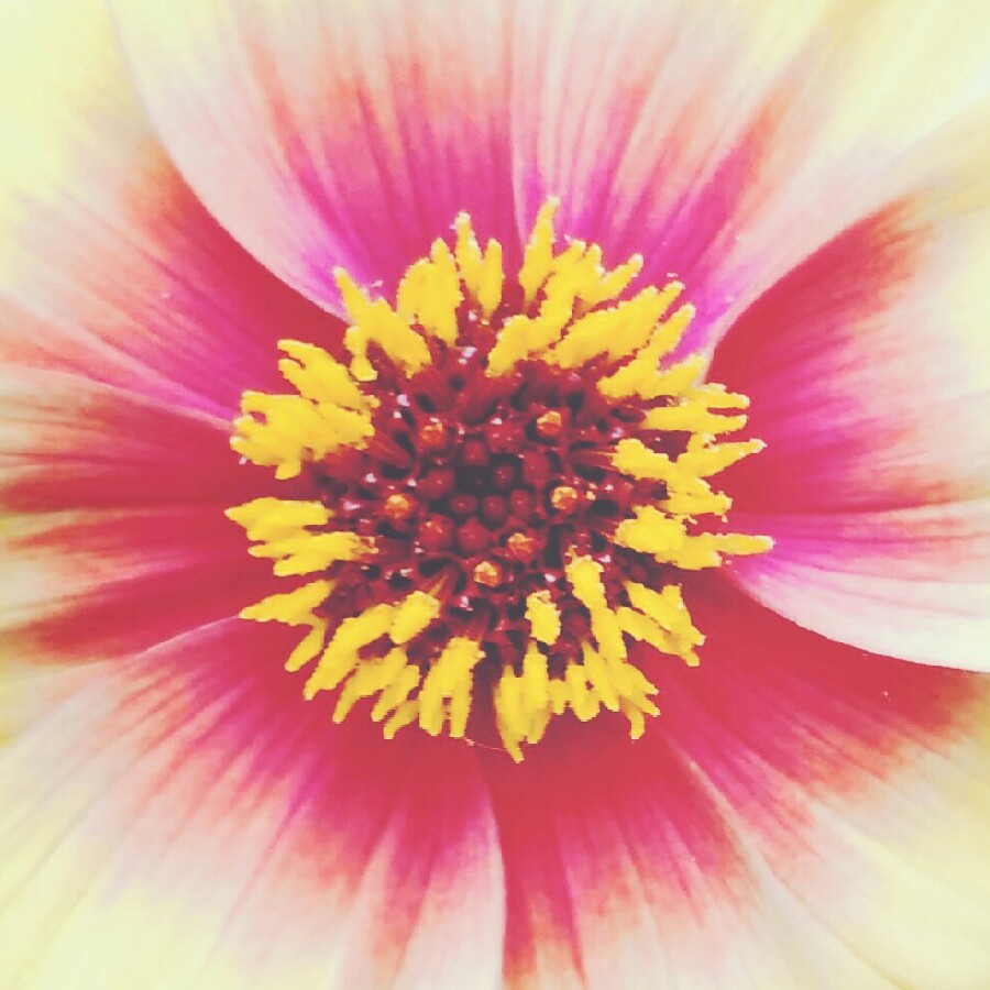 Plant image Dahlia 'Sunshine'