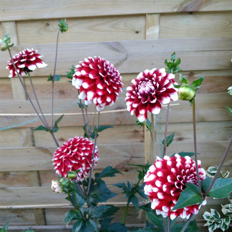 Plant image Dahlia 'Checkers'