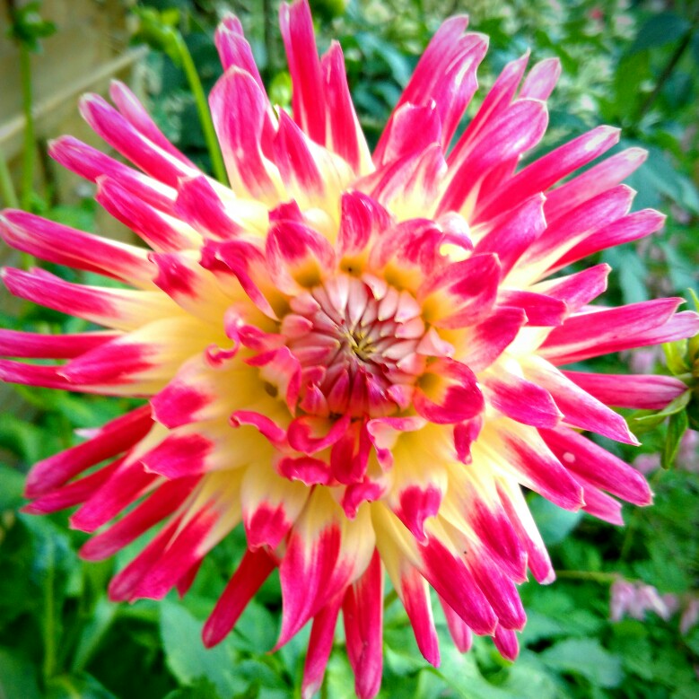 Plant image Dahlia 'Tahiti Sunrise'
