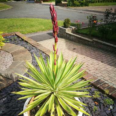 Yucca