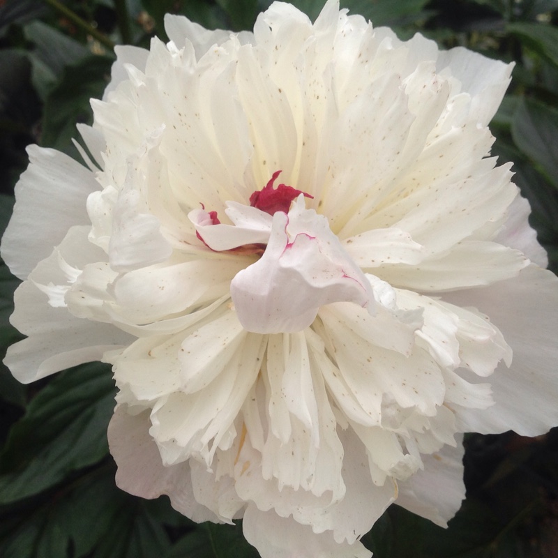 Plant image Paeonia lactiflora 'Angel Cheeks'