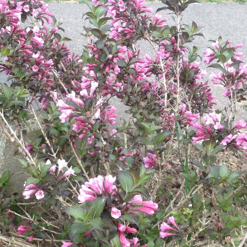 Plant image Weigela florida 'Alexandra' syn. Weigela florida 'Wine and Roses'