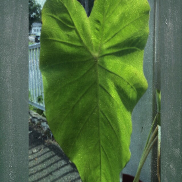 plant image 1164674