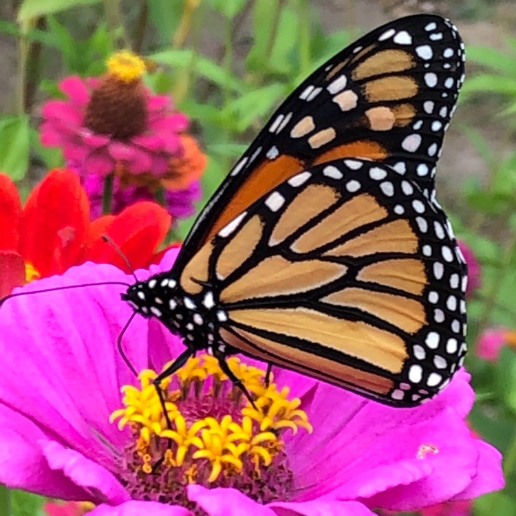Plant image Zinnia elegans 'Purple Prince'