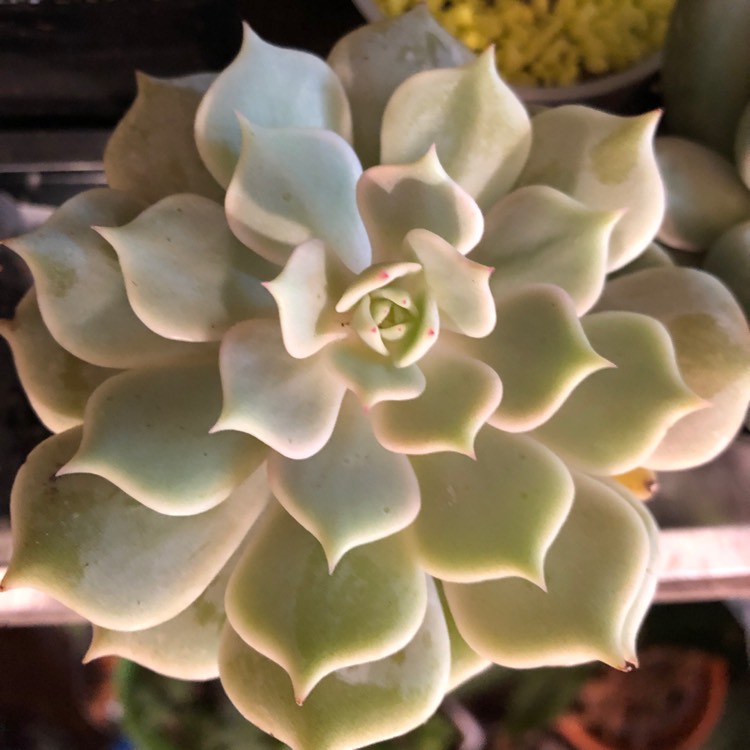 plant image 1183444