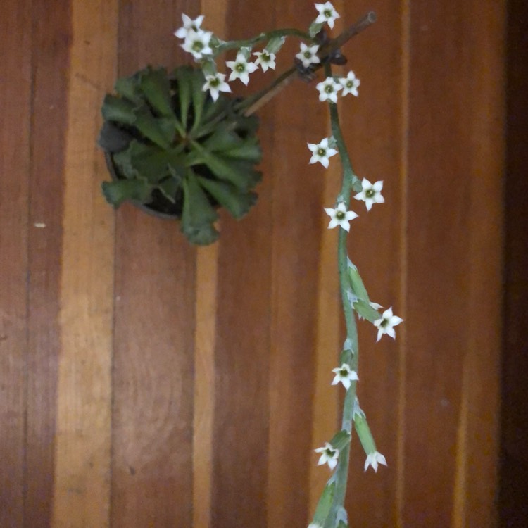 Plant image Adromischus cristatus