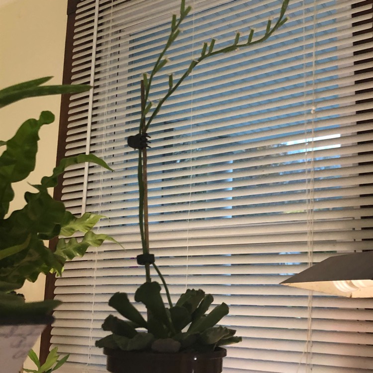 plant image 1192591