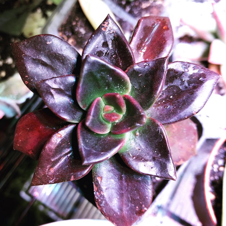 Plant image Echeveria Black Prince