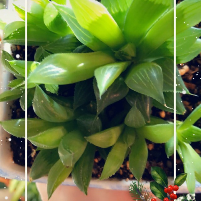 Plant image Haworthia magnifica var. Acuminata