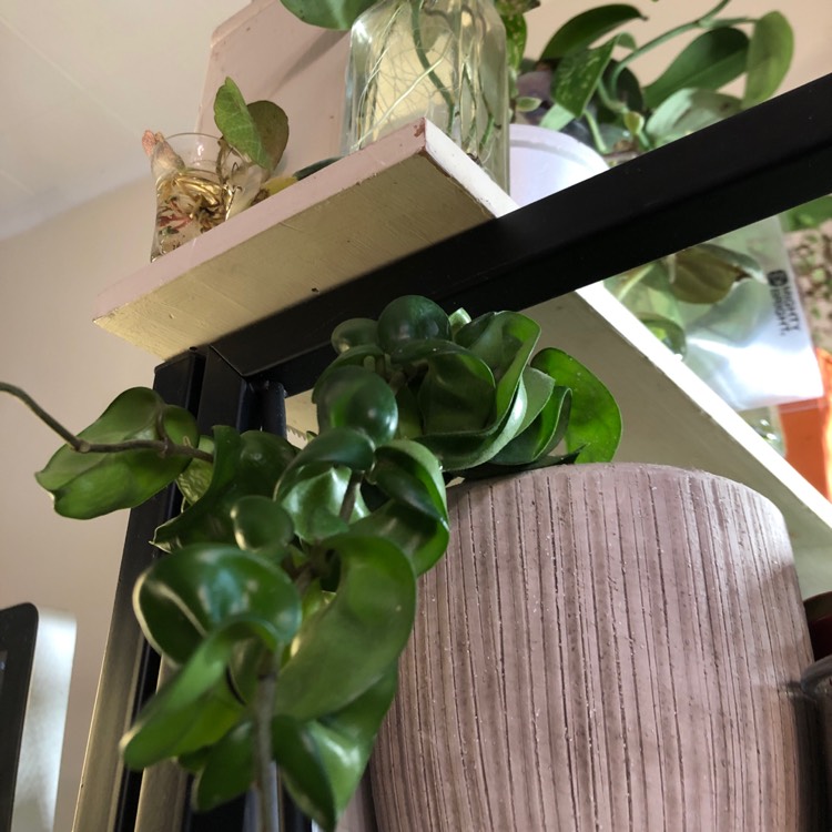 Plant image Hoya Carnosa Compacta