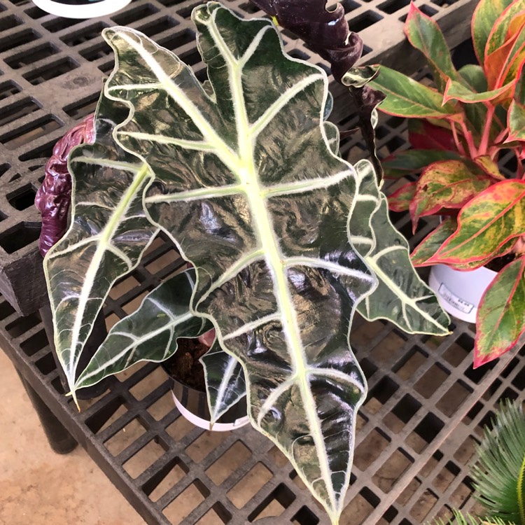 Plant image Alocasia x amazonica 'Polly'