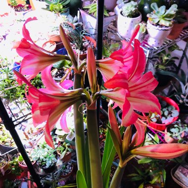 Hippeastrum