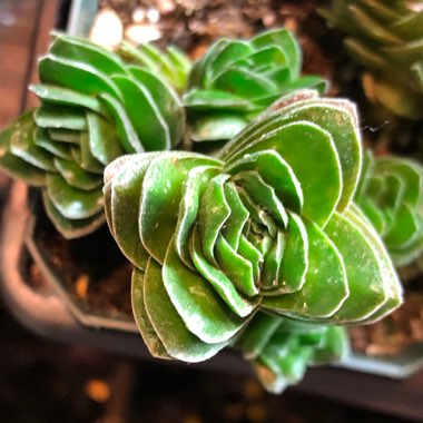 Crassula