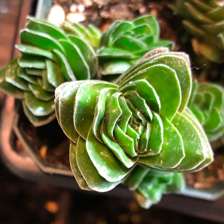Plant image Crassula