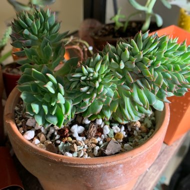 Dina's garden