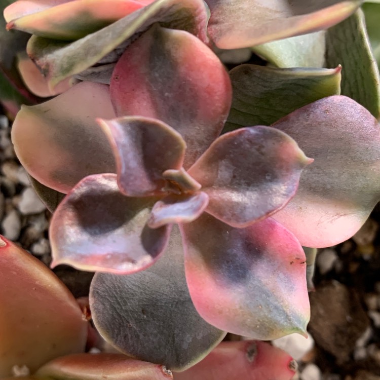 Plant image Echeveria Rainbow