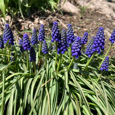 Grape Hyacinth