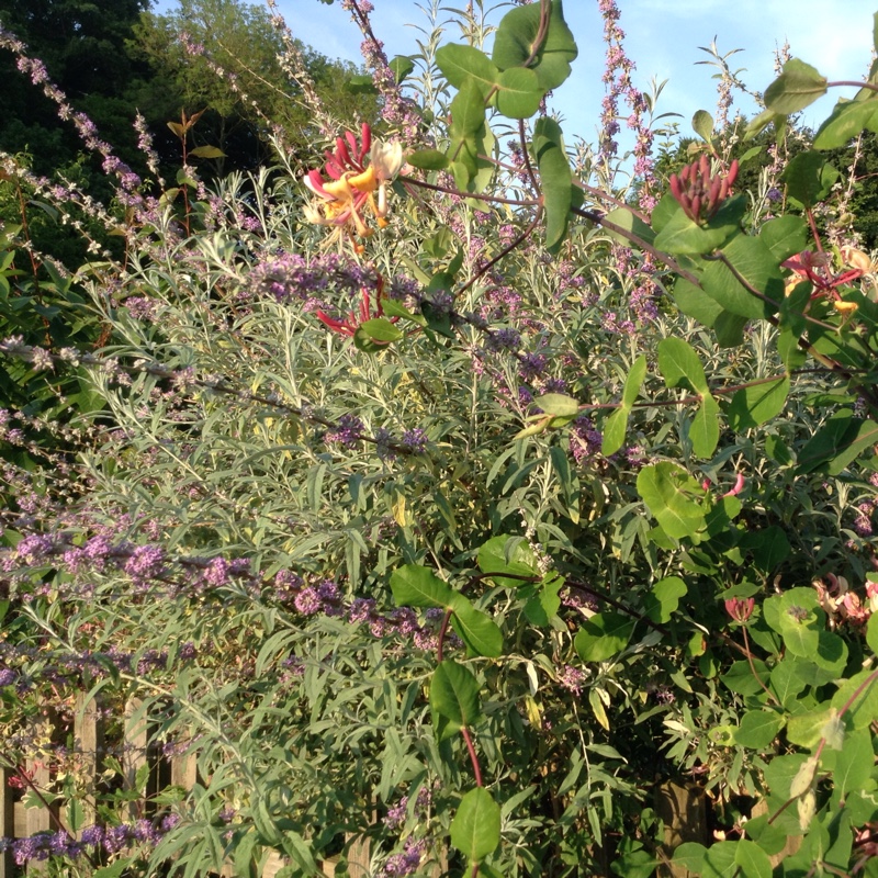 Plant image Buddleja alternifolia