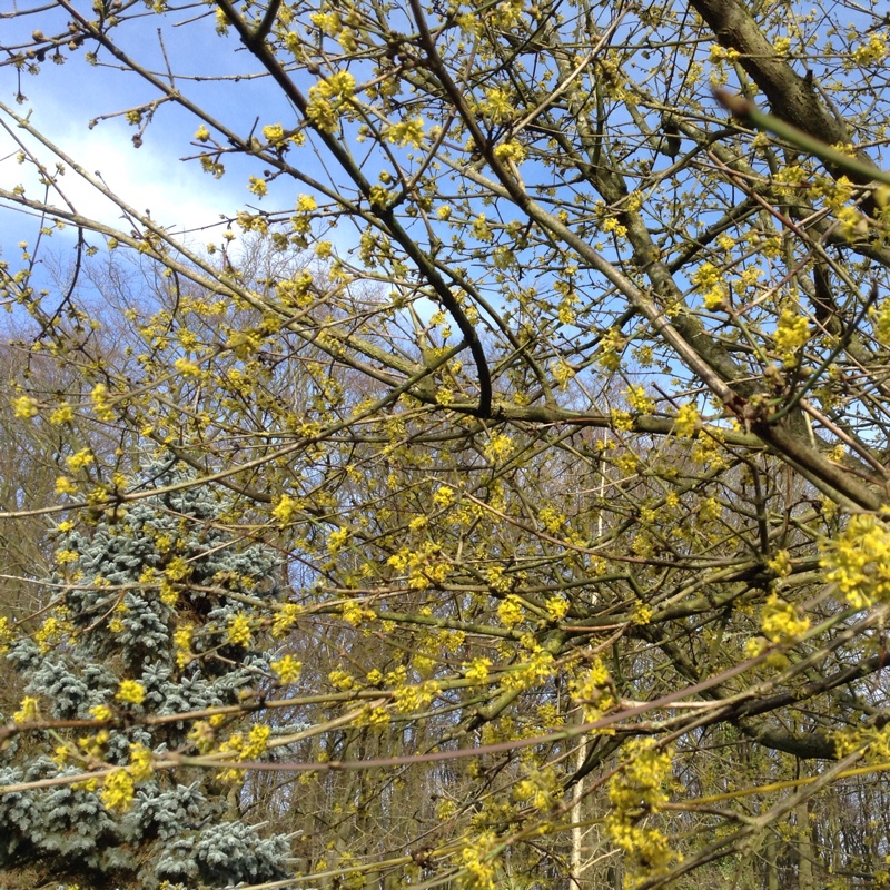 Plant image Cornus Mas