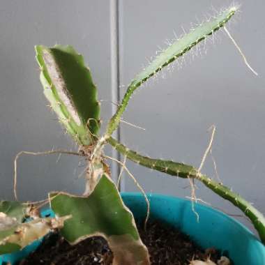 Dragon Fruit Cactus