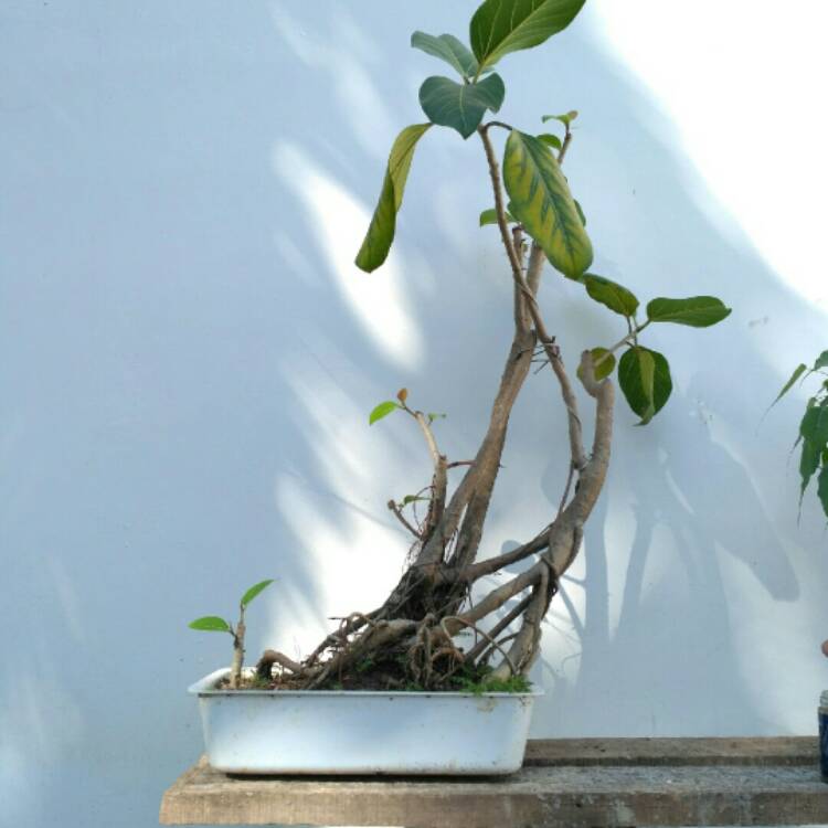 Plant image Ficus benghalensis