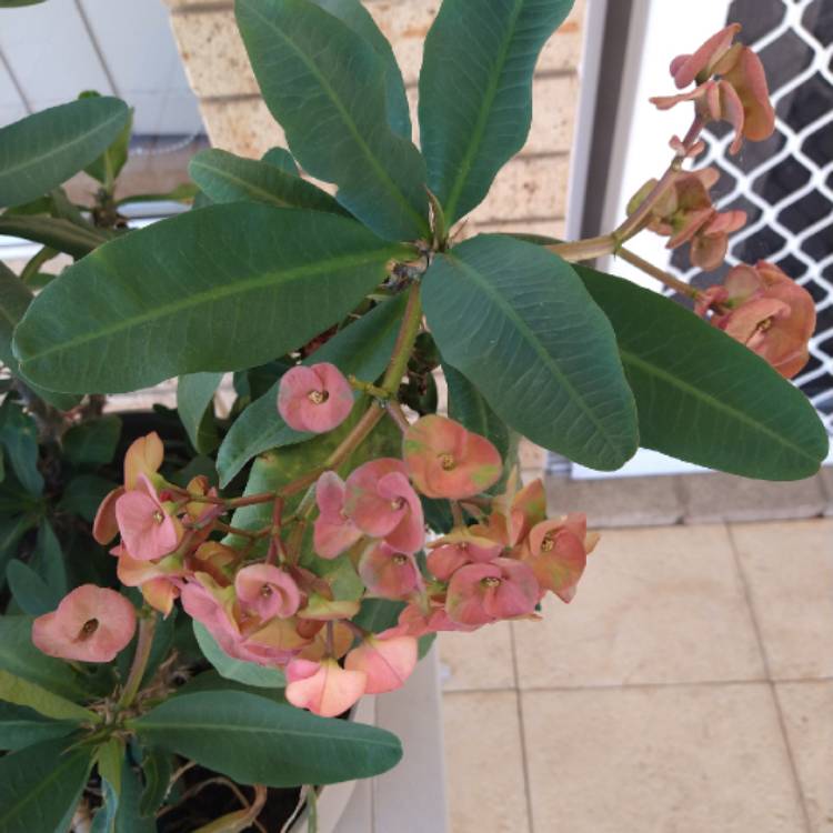 Plant image Euphorbia Milii 'Neptune'