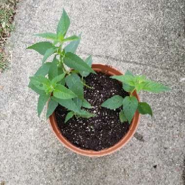 Bee Balm 'Panorama Mix'