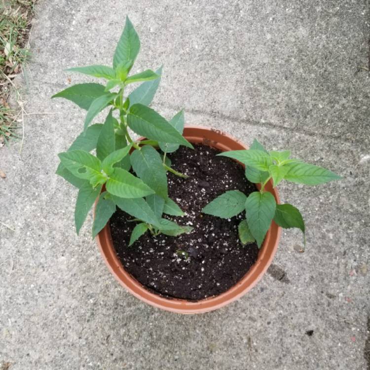 plant image 752339