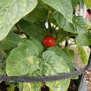 Megan's garden