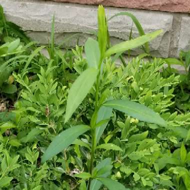 Megan's garden