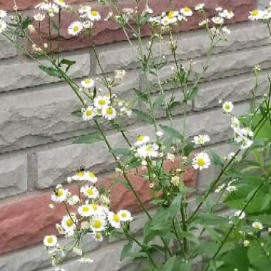 Megan's garden