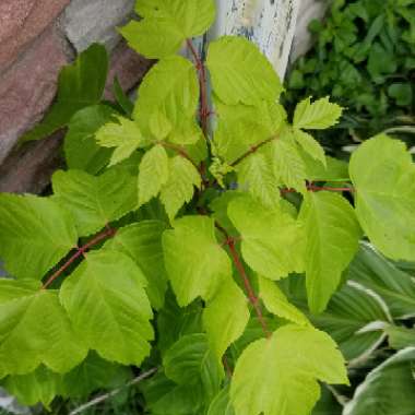 Ash-leaved Maple