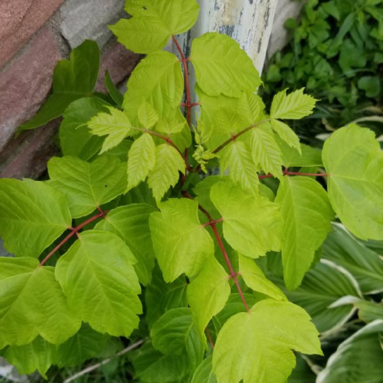 plant image 757409