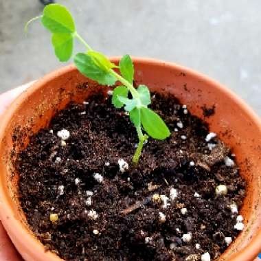Olive 'Kalamata'